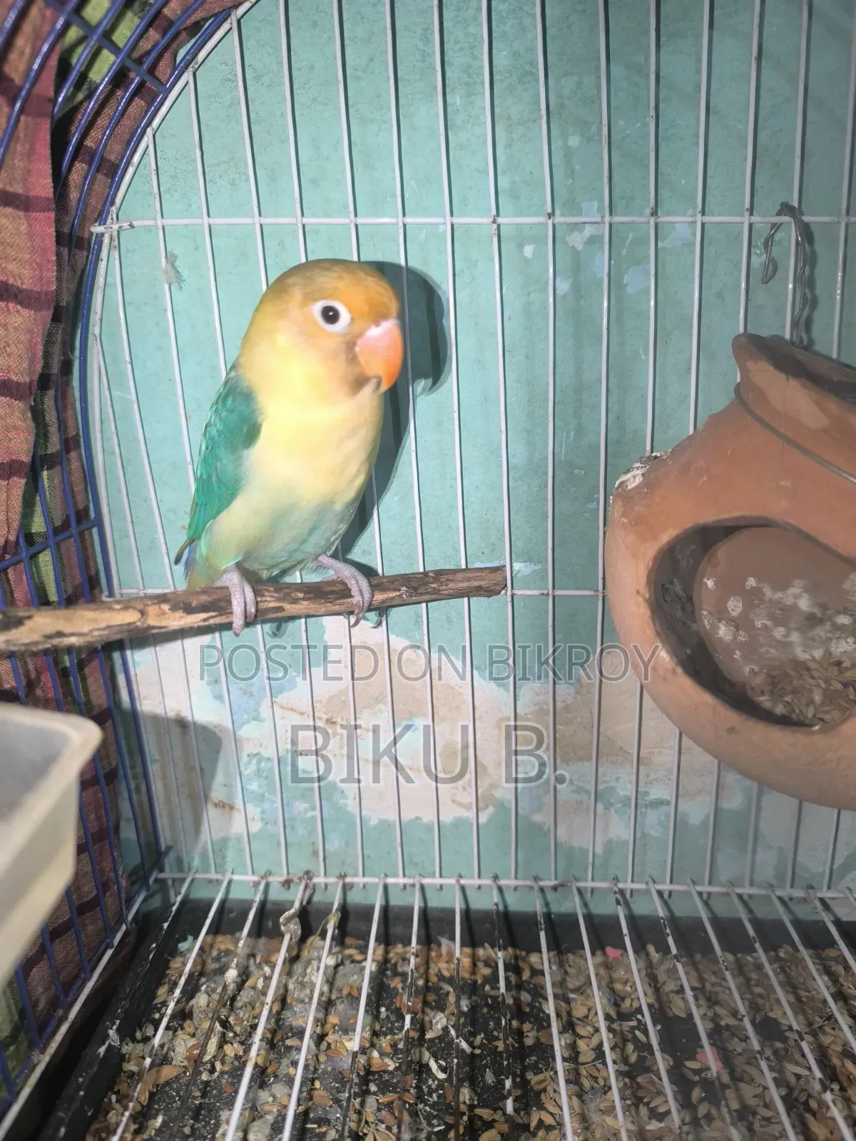 Love Bird Fisher