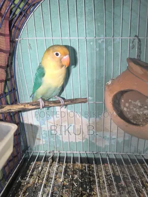 Love Bird Fisher