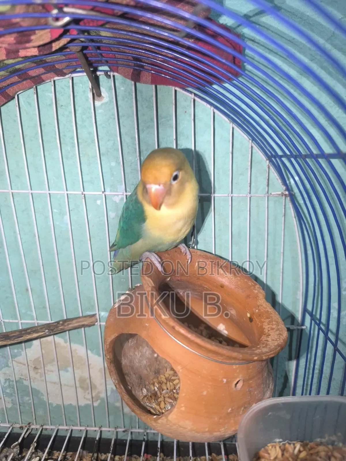 Love Bird Fisher
