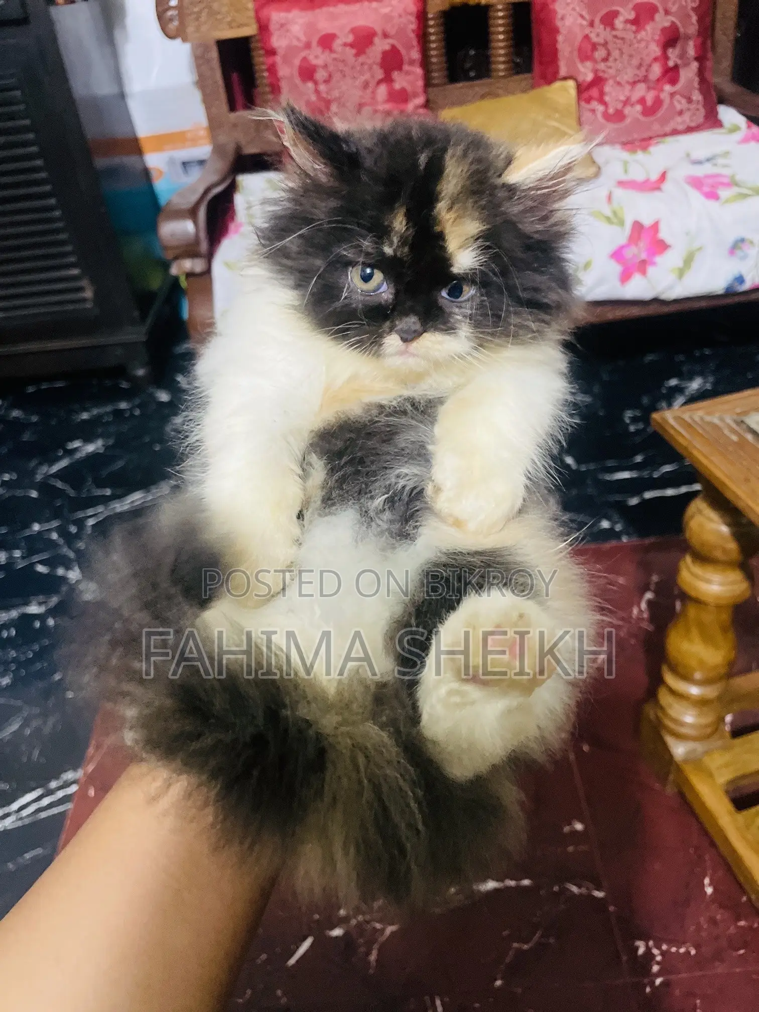 1-3 Month Female Purebred Persian