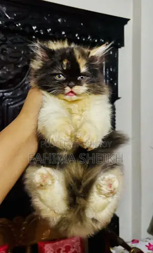 1-3 Month Female Purebred Persian