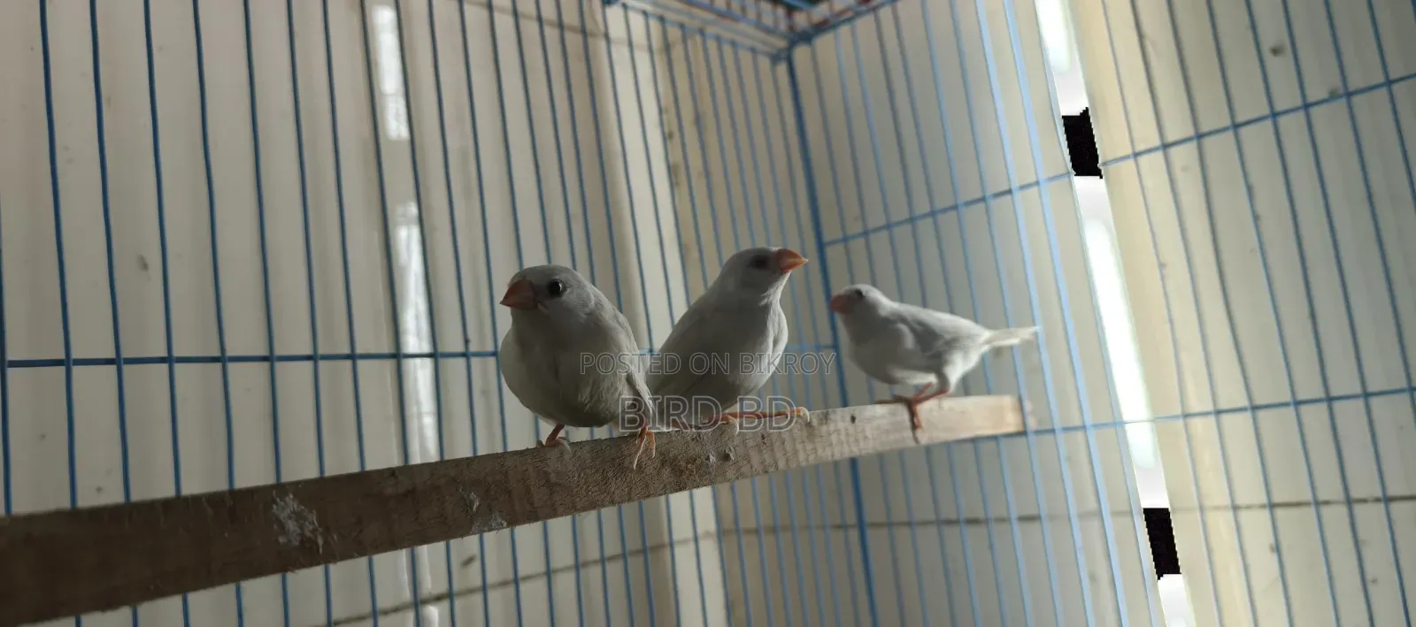 Red Eye লং টেইল পাখির বাচ্চা - ৫ পিস