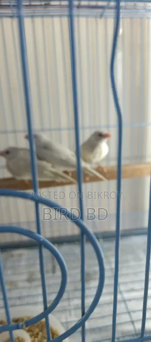 Red Eye লং টেইল পাখির বাচ্চা - ৫ পিস