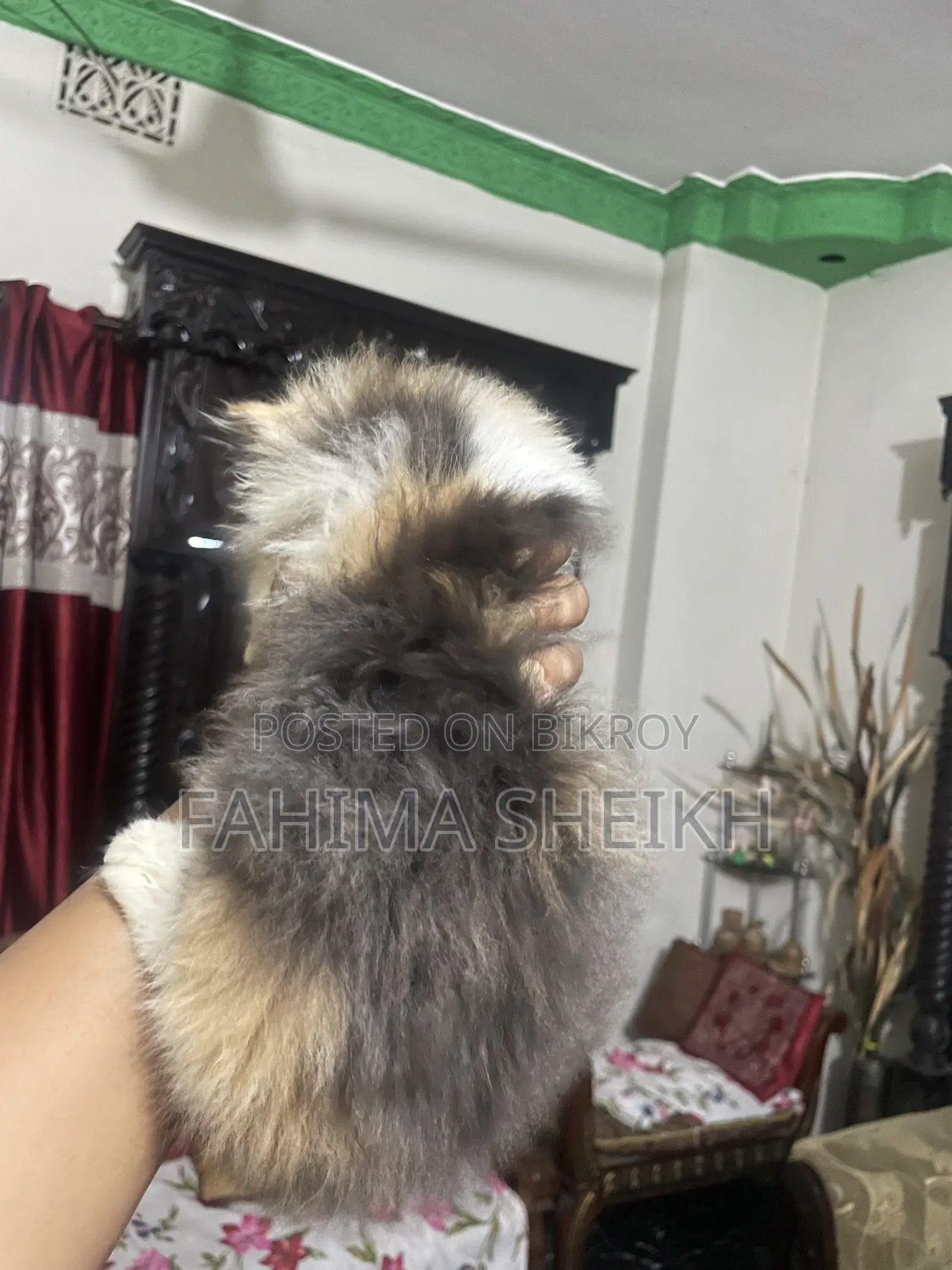 1-3 Month Female Purebred Persian