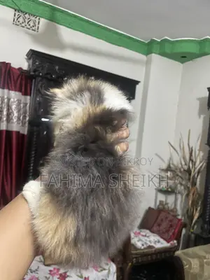 1-3 Month Female Purebred Persian
