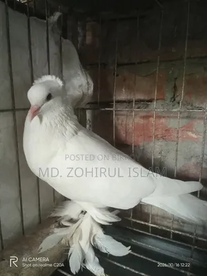 Indian Lotan Male