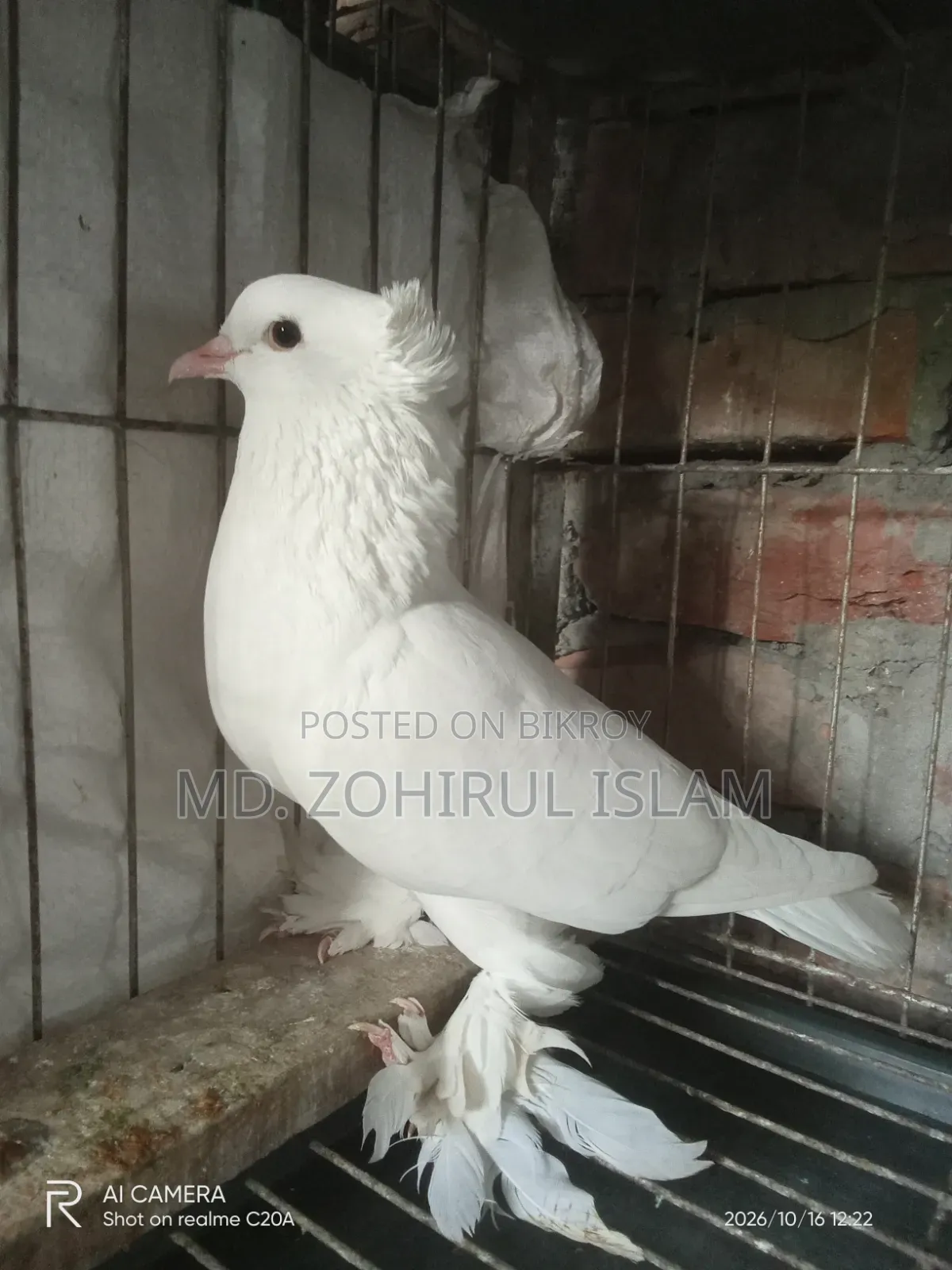 Indian Lotan Male