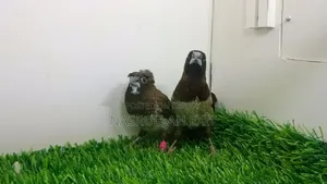 ইউরোপিয়ান পার্ল