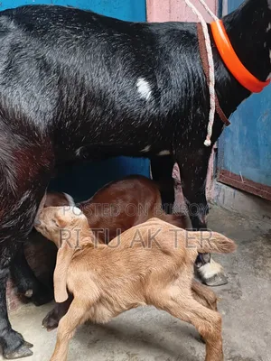 বাচ্চা সহ রাম ছাগল বিক্রি করা হবে।