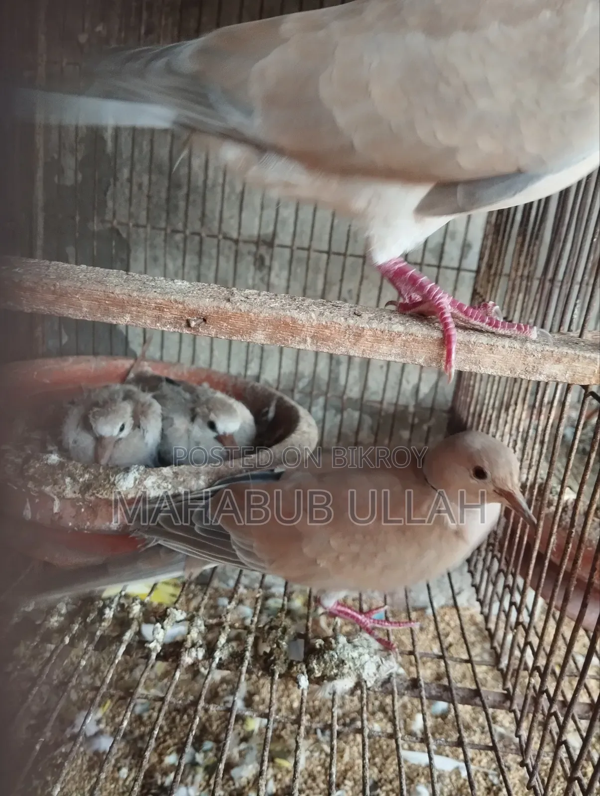 ১০-১৫ পিস ঘুঘু পাখি বিক্রি হবে