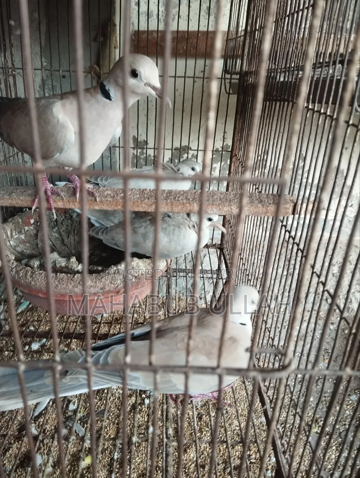 ১০-১৫ পিস ঘুঘু পাখি বিক্রি হবে