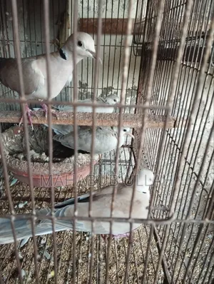১০-১৫ পিস ঘুঘু পাখি বিক্রি হবে