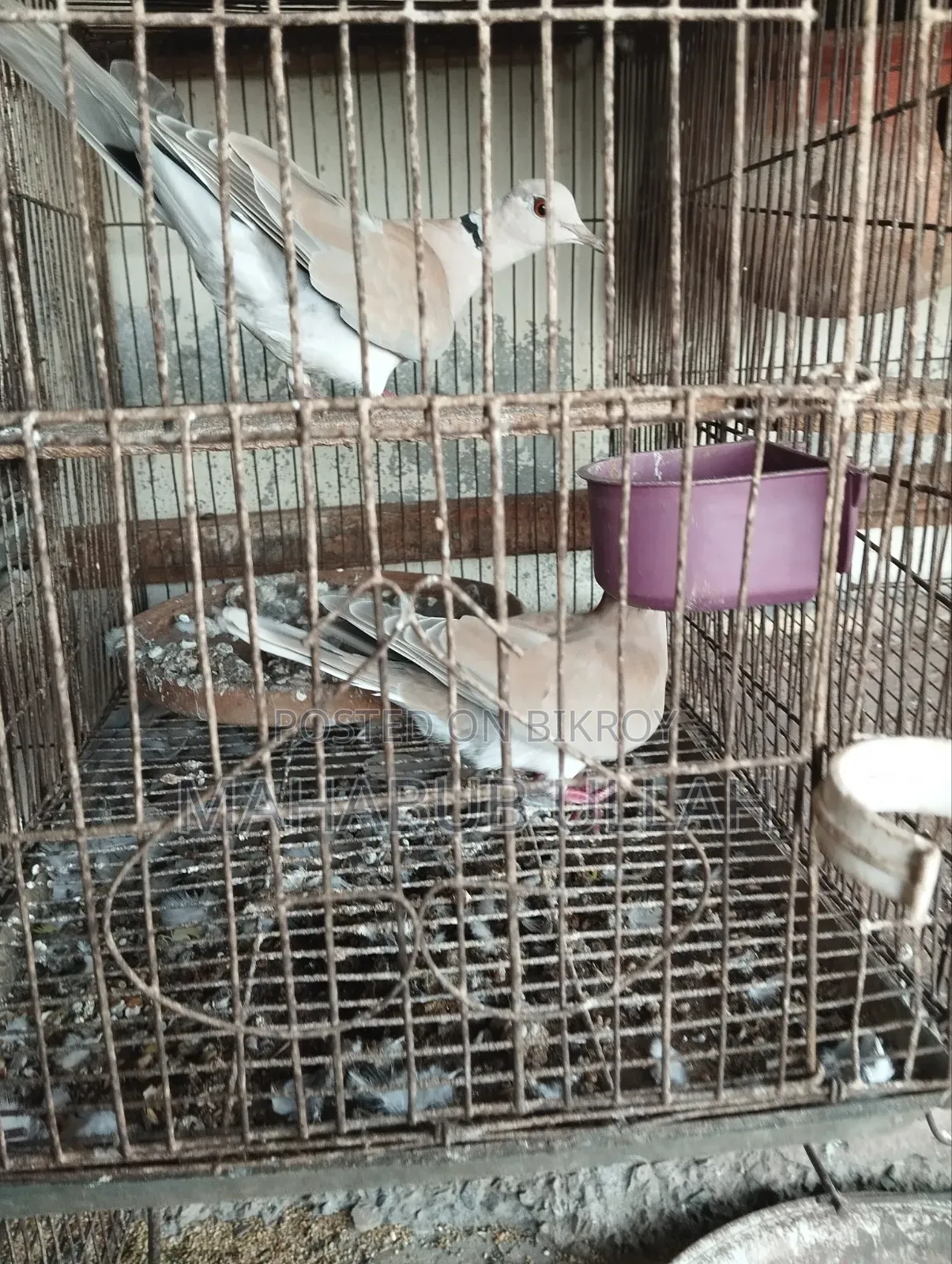 ১০-১৫ পিস ঘুঘু পাখি বিক্রি হবে