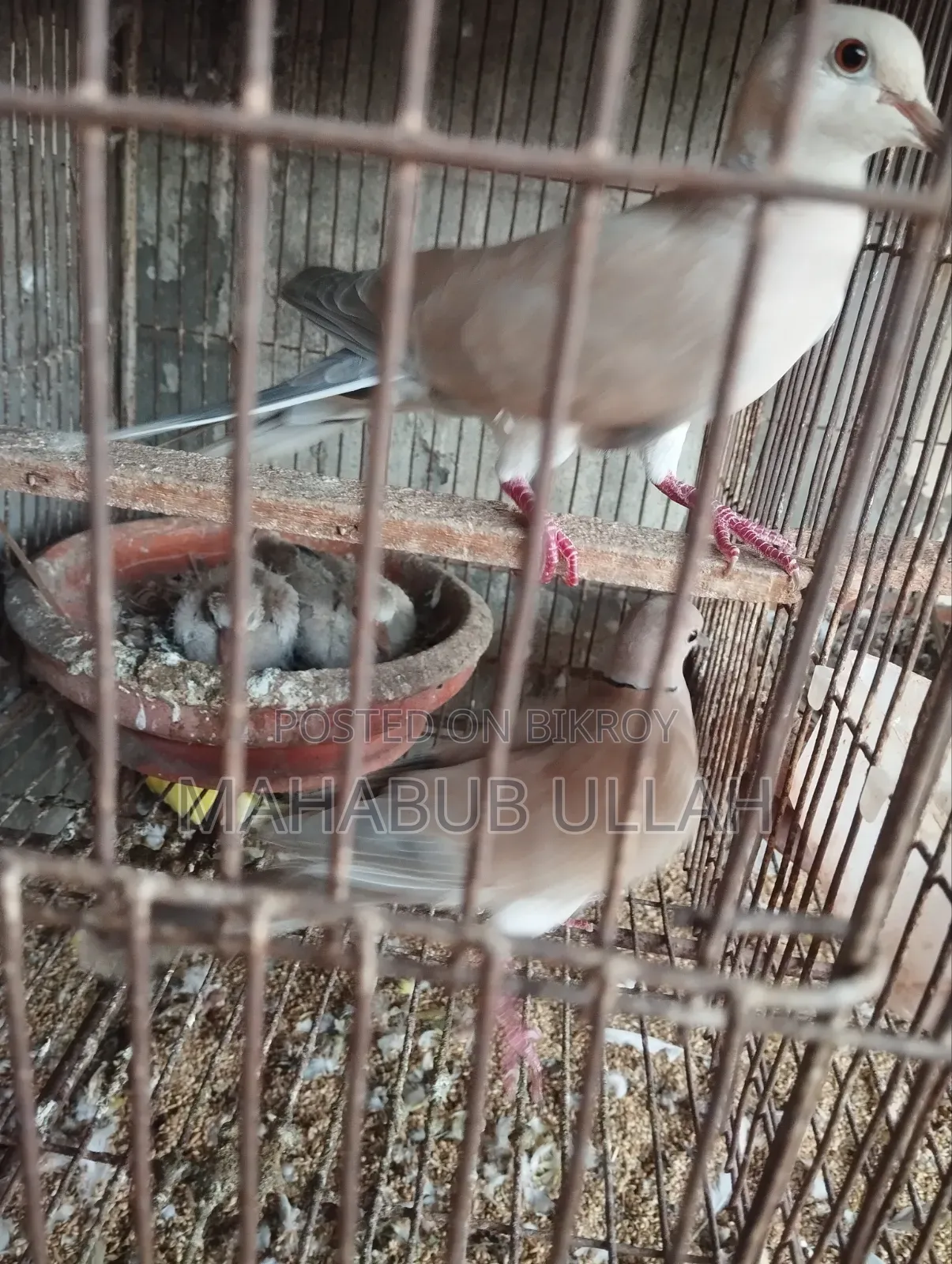 ১০-১৫ পিস ঘুঘু পাখি বিক্রি হবে