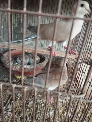 ১০-১৫ পিস ঘুঘু পাখি বিক্রি হবে