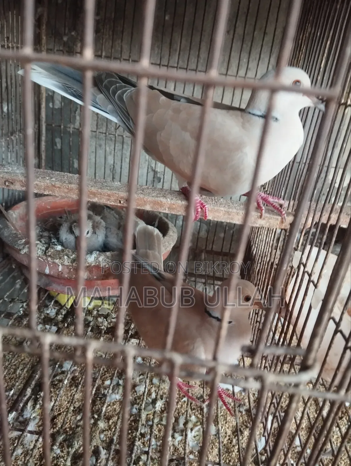 ১০-১৫ পিস ঘুঘু পাখি বিক্রি হবে