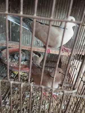 ১০-১৫ পিস ঘুঘু পাখি বিক্রি হবে