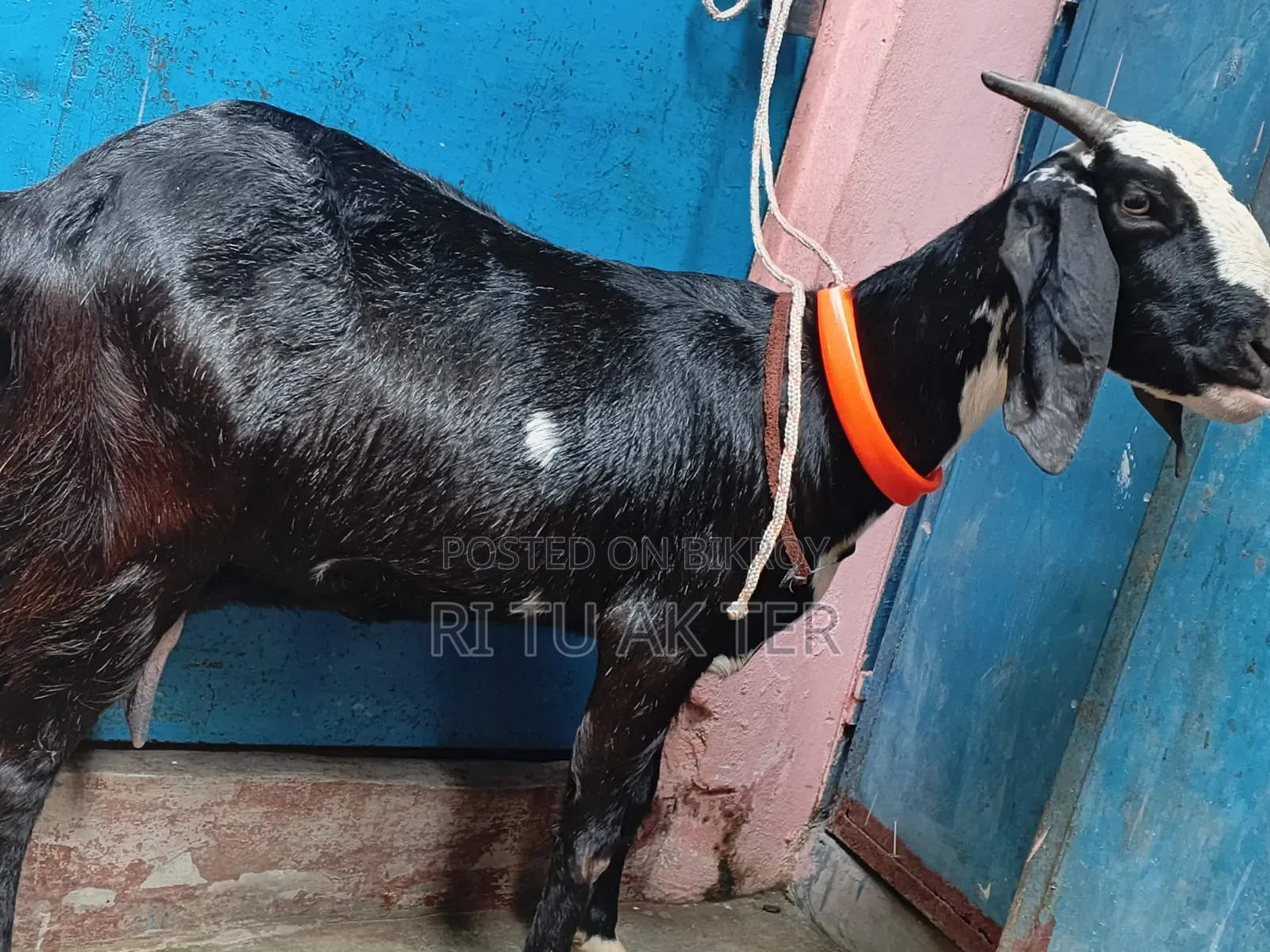 বাচ্চা সহ রাম ছাগল বিক্রি করা হবে।