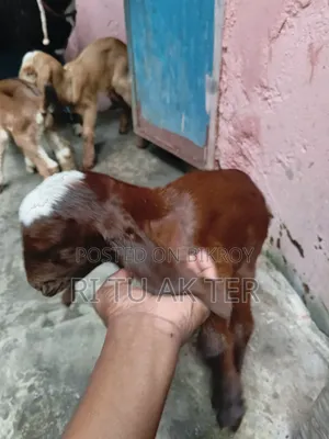বাচ্চা সহ রাম ছাগল বিক্রি করা হবে।