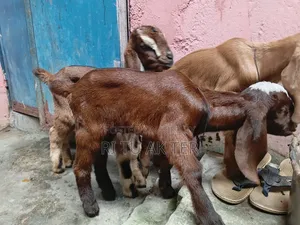 বাচ্চা সহ রাম ছাগল বিক্রি করা হবে।