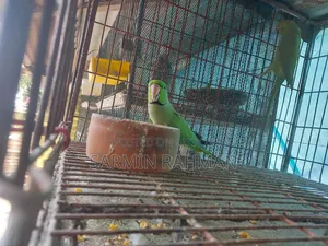 সবুজ টিয়া পাখি