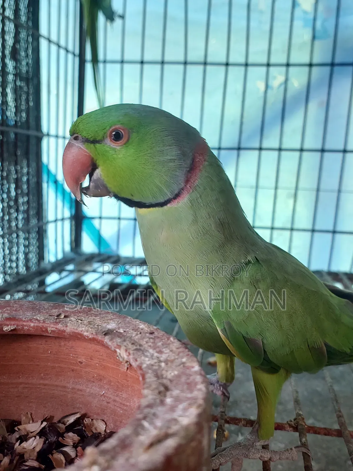 সবুজ টিয়া পাখি
