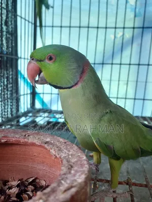 সবুজ টিয়া পাখি