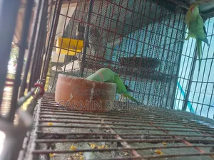 সবুজ টিয়া পাখি