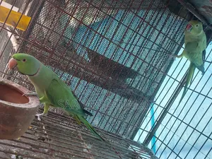 সবুজ টিয়া পাখি