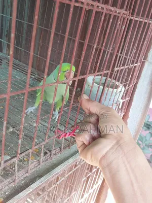 সবুজ টিয়া পাখি