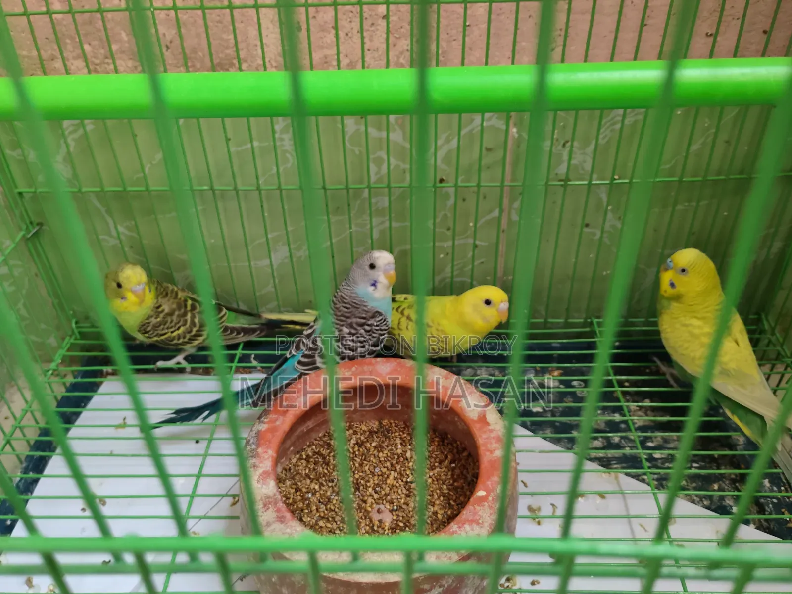 বাজিগর পাখি ৪ টি