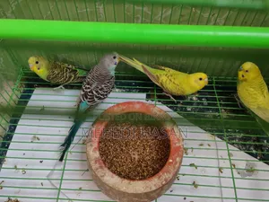 বাজিগর পাখি ৪ টি