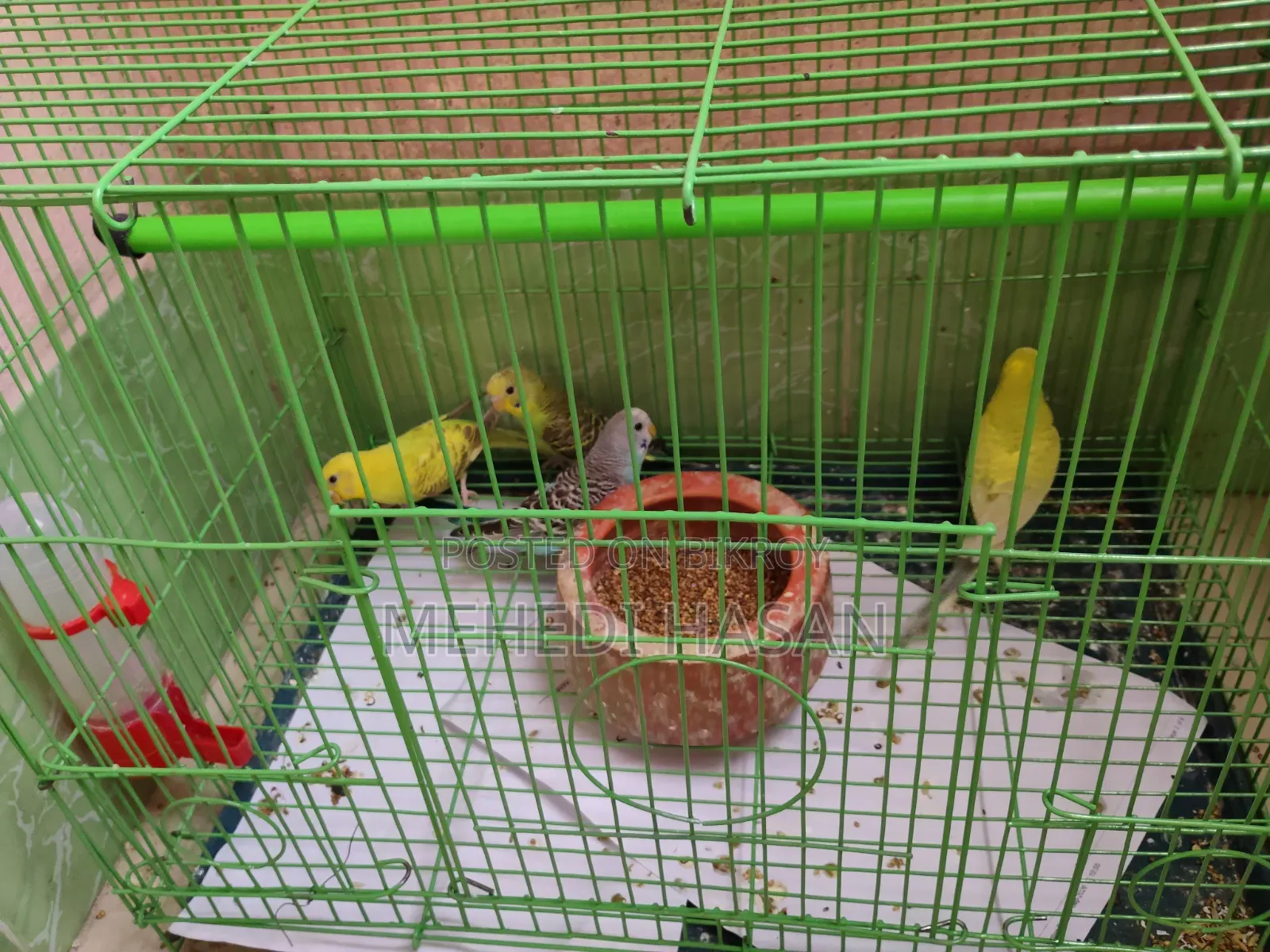 বাজিগর পাখি ৪ টি