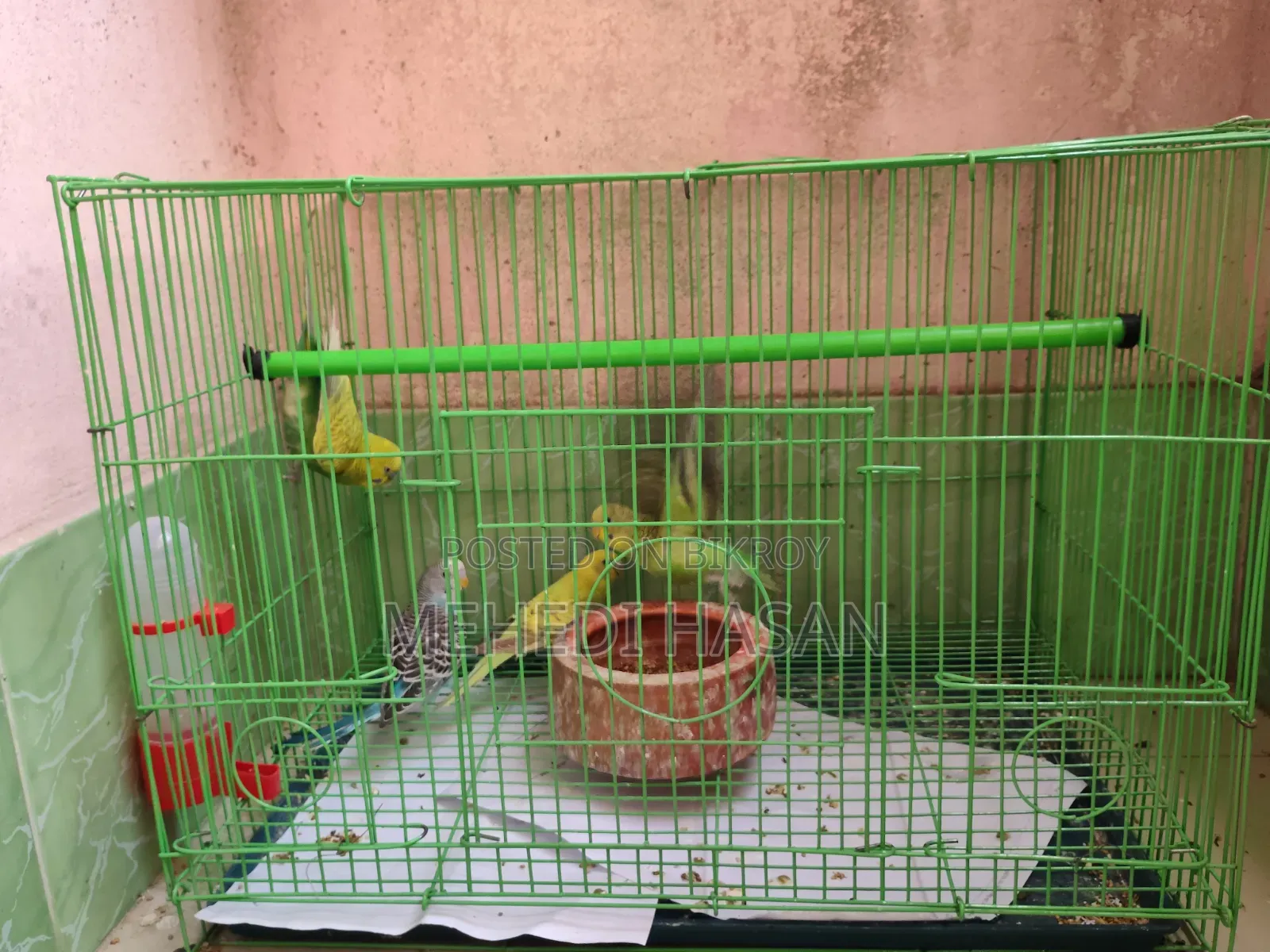 বাজিগর পাখি ৪ টি