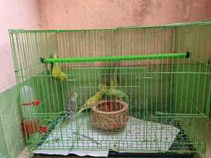 বাজিগর পাখি ৪ টি