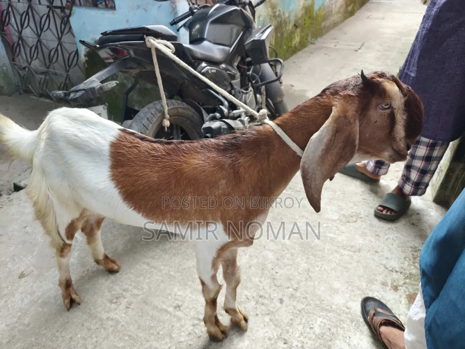 ছাগল (তোতাপুরি)