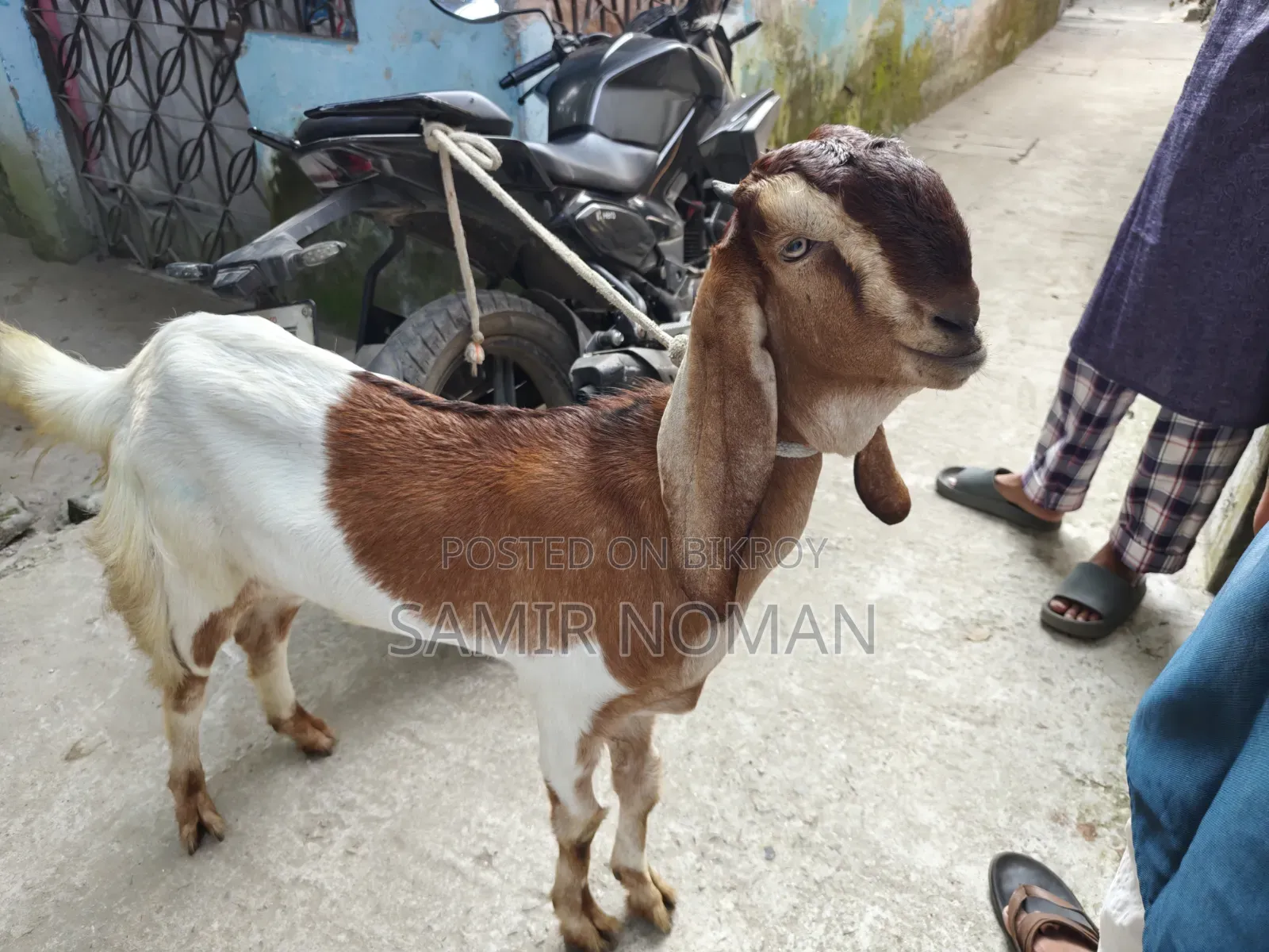 ছাগল (তোতাপুরি)
