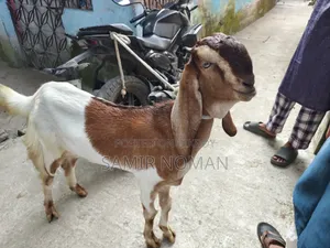ছাগল (তোতাপুরি)