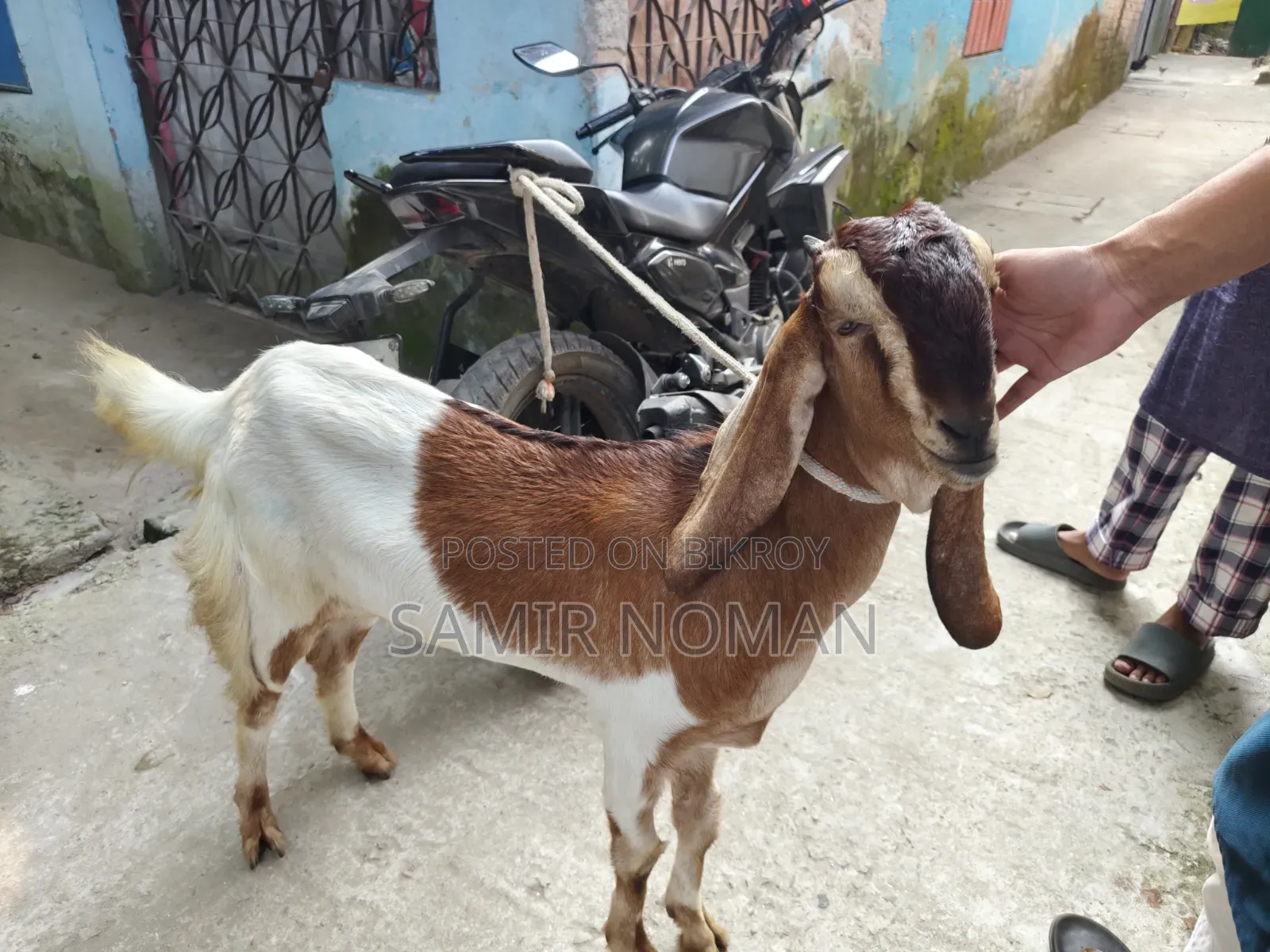 ছাগল (তোতাপুরি)