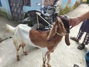 ছাগল (তোতাপুরি)