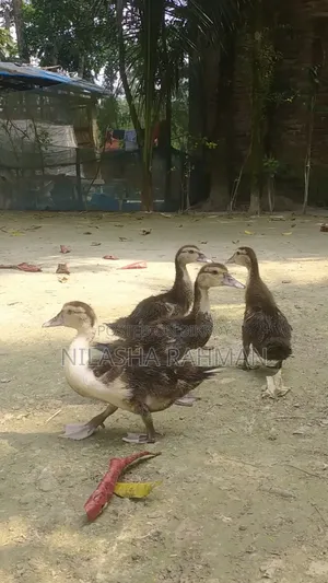 চিনা হাঁসের বাচ্চা
