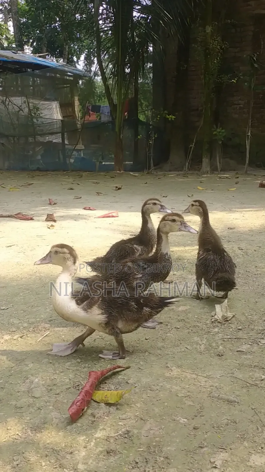চিনা হাঁসের বাচ্চা
