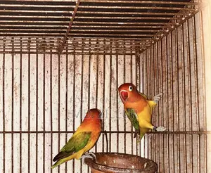 2 Pair Love Bird and 1 Pair Java for Sale