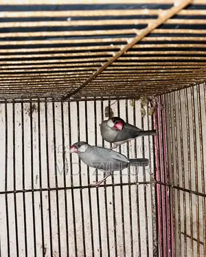বিক্রির জন্য ২ জোড়া লাভ বার্ড এবং ১ জোড়া জাভা