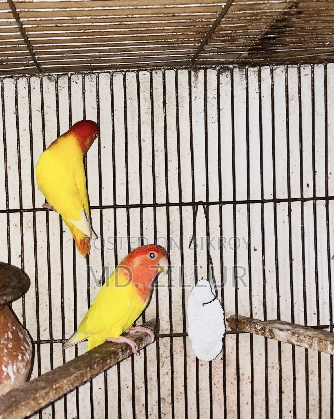 বিক্রির জন্য ২ জোড়া লাভ বার্ড এবং ১ জোড়া জাভা