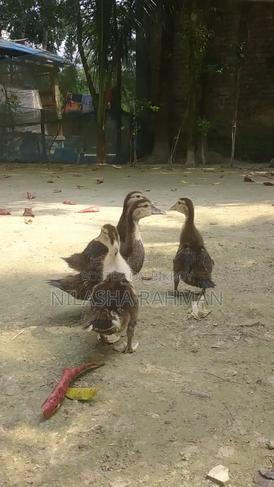 চিনা হাঁসের বাচ্চা
