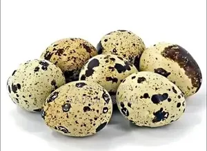 কোয়েল পাখির বীজ ডিম।