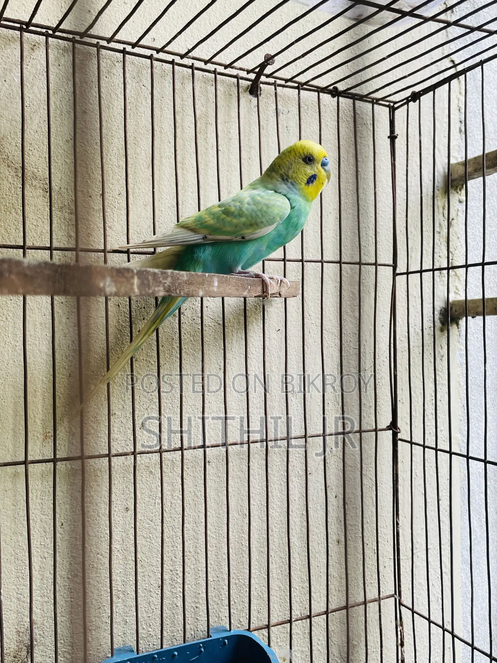 বাচ্চাসহ রানিং জোড়া