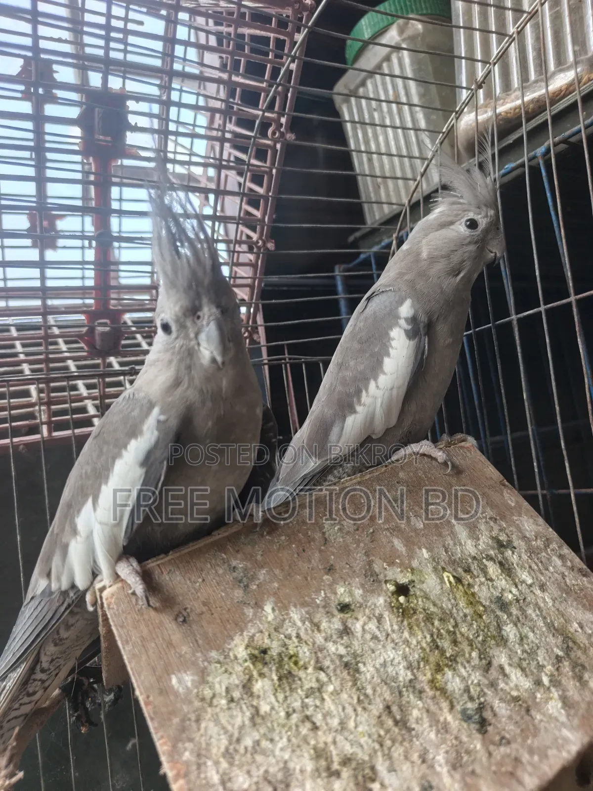 ২ টি মেয়ে ককাটেল পাখি বিক্রি করা হবে