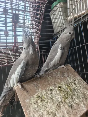 ২ টি মেয়ে ককাটেল পাখি বিক্রি করা হবে